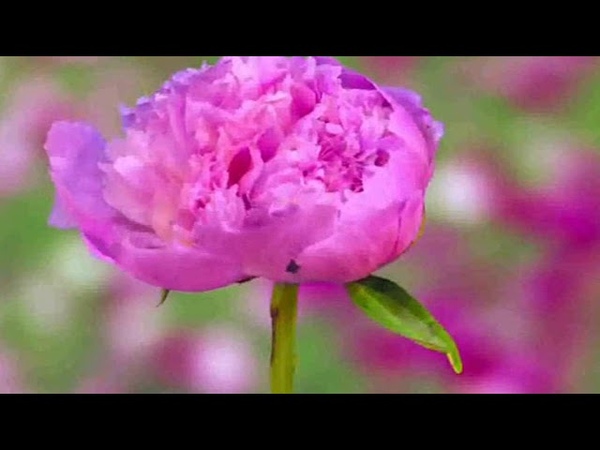 Felix Mendelssohn Op. 62 No. 6 Spring