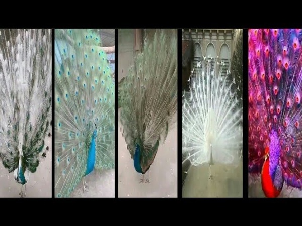 Most beautiful peacocks opening