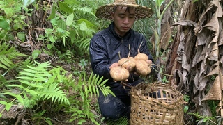 Survival instincts, Free food in the forest for people and animals, Building life (Ep 70)