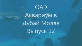 ОАЭ Дубай Молл Аквариум Выпуск 12 / OAE Dubay Moll Akvarium Vypusk 12