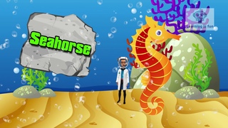 Sea animal song | Learn animals