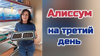Алиссум. Проф.семян  и  обычные из пакетика.