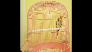 Корелла Гоша - очень дикая корелла (Gosha - very untamed cockatiel)