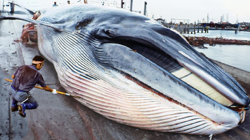 Japanese Traditional Food Whale Meat Whale Meat Cutting Skill in