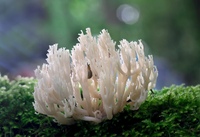 Ежовик коралловый гриб. Ramaria aurea. Клавария цоллингера. Рогатик коралловидный. Ежовик коралловидный.