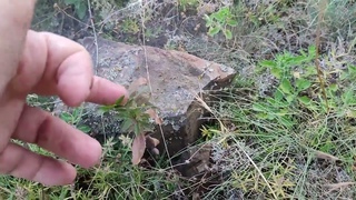Посадка Лесосада в горах. Лето.