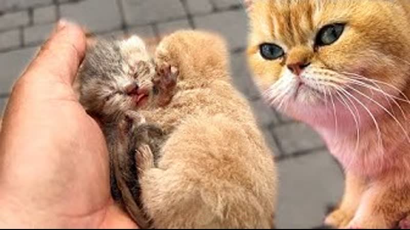 Мы носим двух слепых котят маме кошке. Усыновит ли она