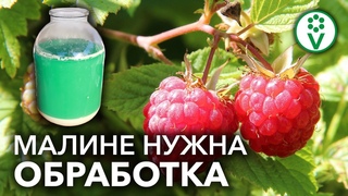 НЕ МОРИТЕ МАЛИНУ ГОЛОДОМ! ОЧЕНЬ ВАЖНАЯ обработка ремонтантной малины