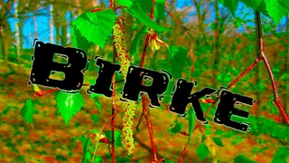 Birke