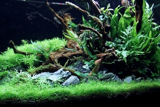 Aquascape ADA 90P - a dream come true - Update 70 Days