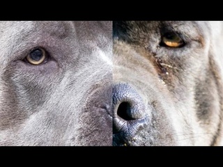 Pitbull vs Cane Corso, Who'll win