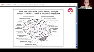 Строение больших полушарий головного мозга