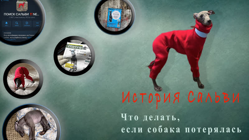 История Сальви. Что делать, если ваша собака