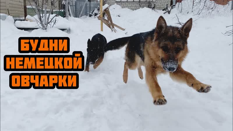 Будни немецких овчарок, Чем занимаются собаки, Немецкая