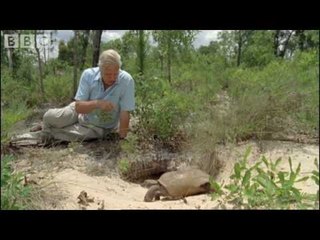 Attenborough - The wonder of the Tortoise Tunnel - BBC wildlife