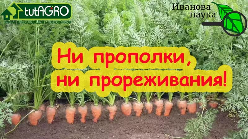 МОРКОВЬ ТАКАЯ ГЛАДКАЯ, РОВНАЯ, СОЧНАЯ и ВКУСНАЯ не надо и