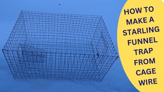 How to Make a Starling Funnel Trap 2023