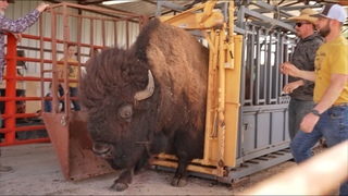 The Biggest Dunbar Has Ever Been!