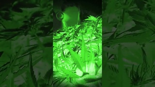 🌼🌷🌱MARIJUANA Grow cannabis марихуана 62 DAYS #shorts ♪ ツ🌙