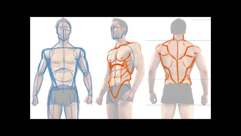 How to Draw the Male Figure and Torso