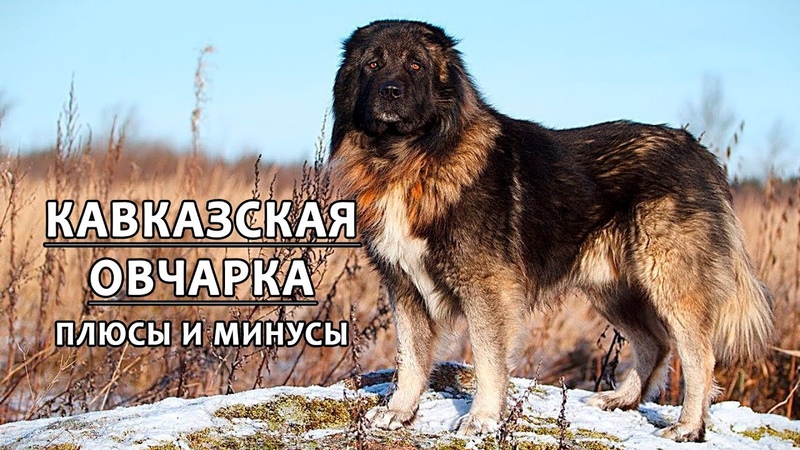 КАВКАЗСКАЯ ОВЧАРКА. Плюсы и минусы породы CAUCASIAN SHEPHERD
