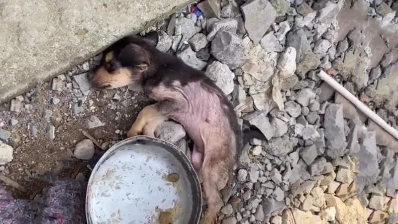 His Owner Dumped Him Lying Twitching In Agony, Little Puppy Crying and Begging Him To
