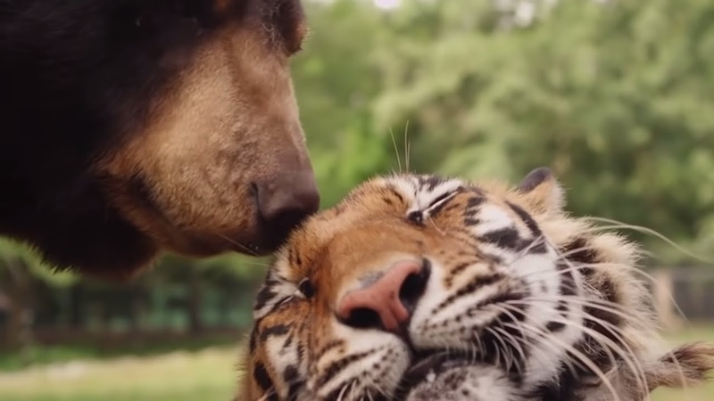 Are Animals Capable Of Feeling Complex Emotions , Animal Odd Couples, Animal