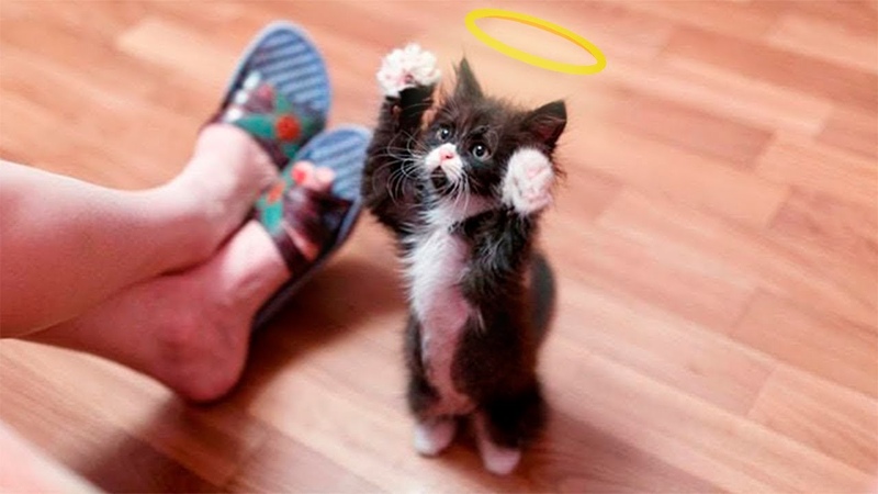 Funny Animals Videos Funny Cats and Dogs Funny Videos