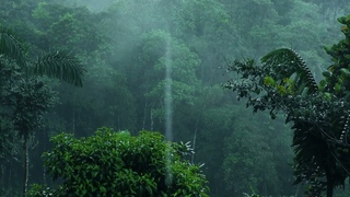 Pluie Relaxante Dans La Fort Brumeuse Pour Dormir En 5 Minutes  Bruit Blanc De La Nature