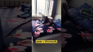 ЖИВУ с ТЁЛОЧКОЙ!) #милота #позитив #юмор