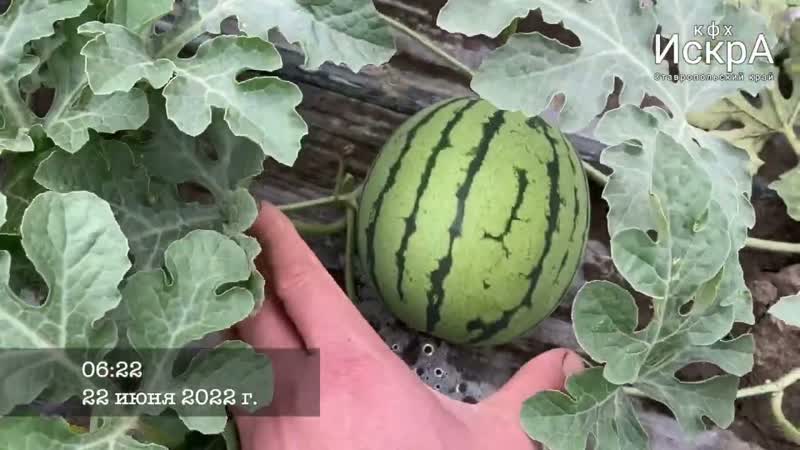 Арбуз Шанхай (японские