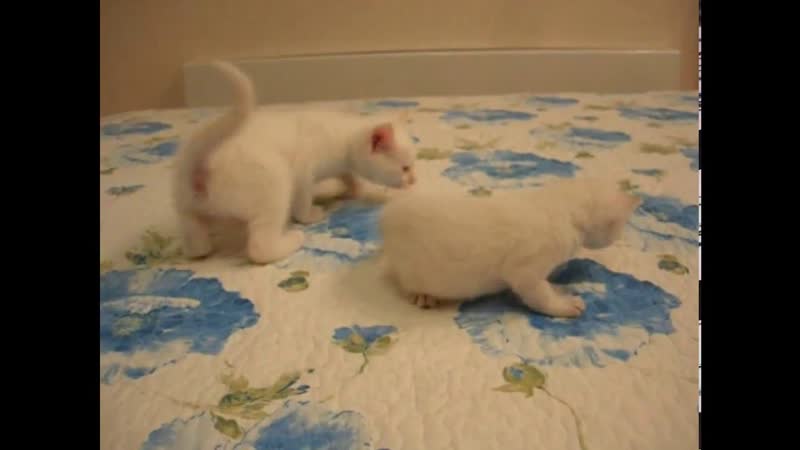 Маленькая леди тайский котёнок и её кавалеры Тайские кошки
