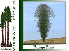 Bunya Pine 20m