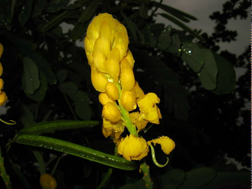 Svetlana Silva | Воронеж