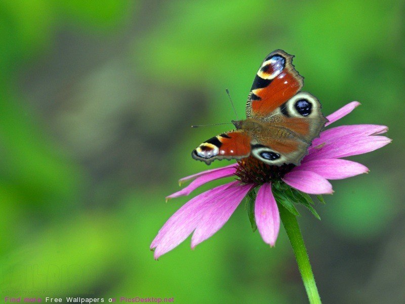 Инна Каковкина | Константиновка