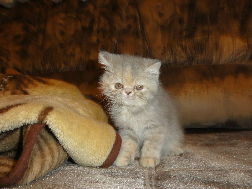 Елена Кальмягина | Lautoka