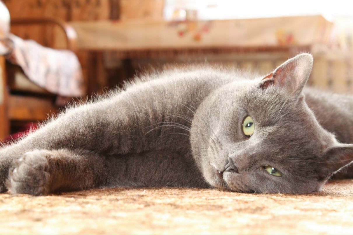 Витя Оля & | Санкт-Петербург