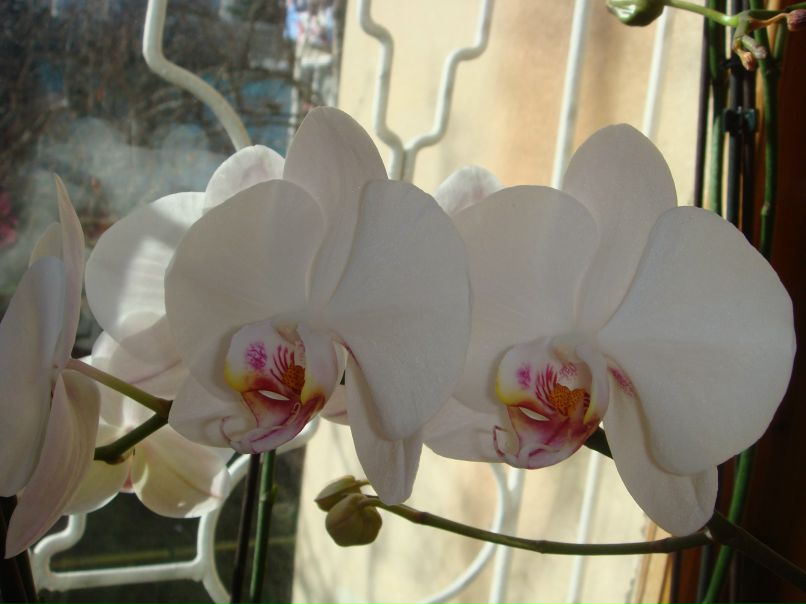 Юлия Гема-Дикарева | Алушта