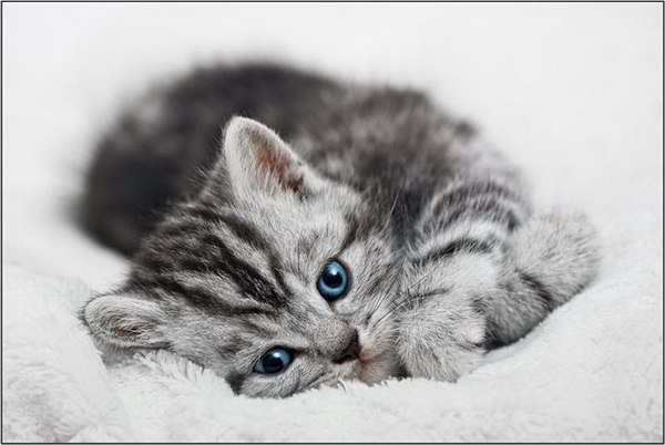 Юлия Гельмут | Саратов