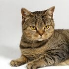 №17, Уля Васильева №17, Уля Васильева