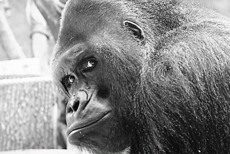 Денис Дмитриев | 