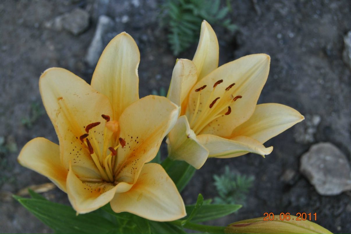 Татьяна Гуртовая | Харьков