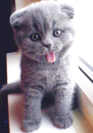 №162, Антоха Котарев, Киев №162, Антоха Котарев, Киев