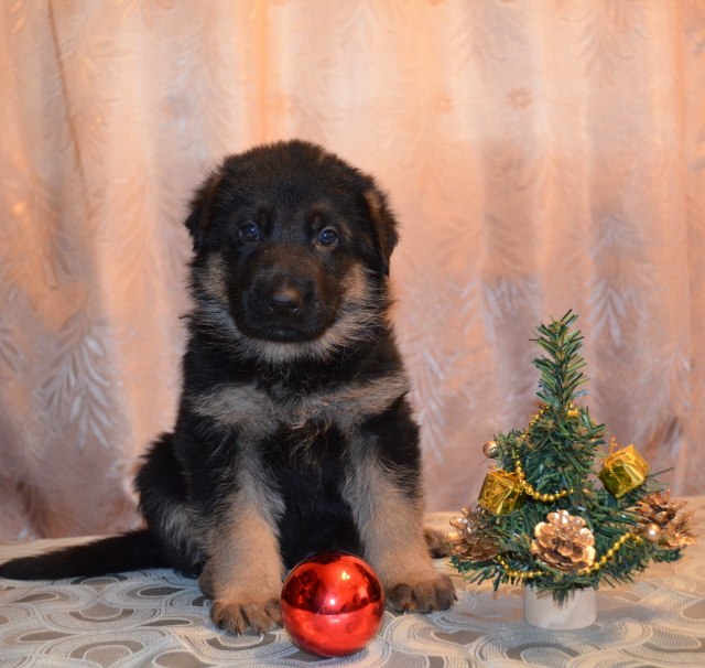 Ольга Агафонова | Таганрог