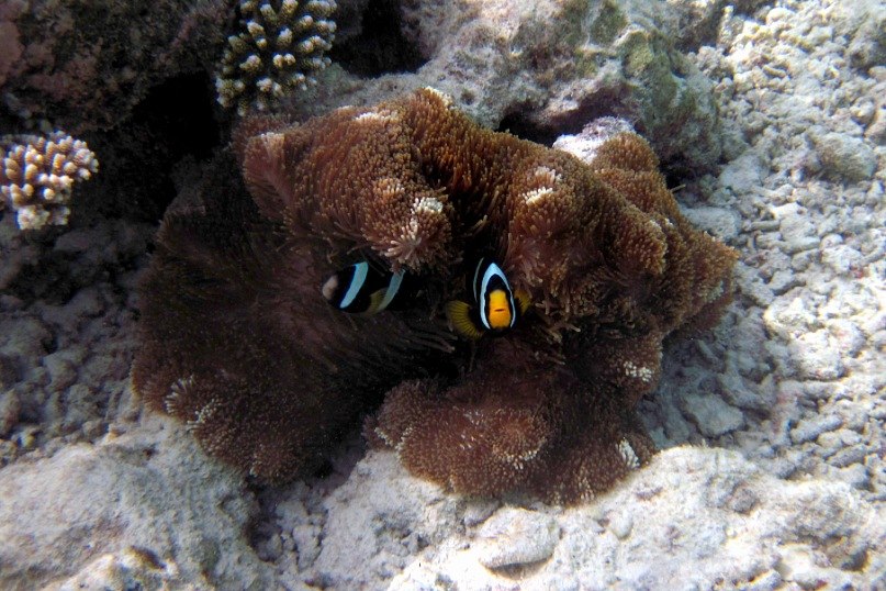 Ирина Малахова | Петрозаводск