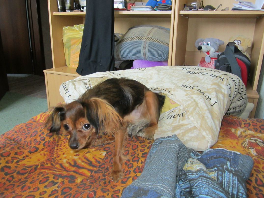 Николай Себедаш | Кемерово