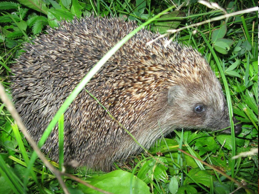 Оля Мулярчук | Москва