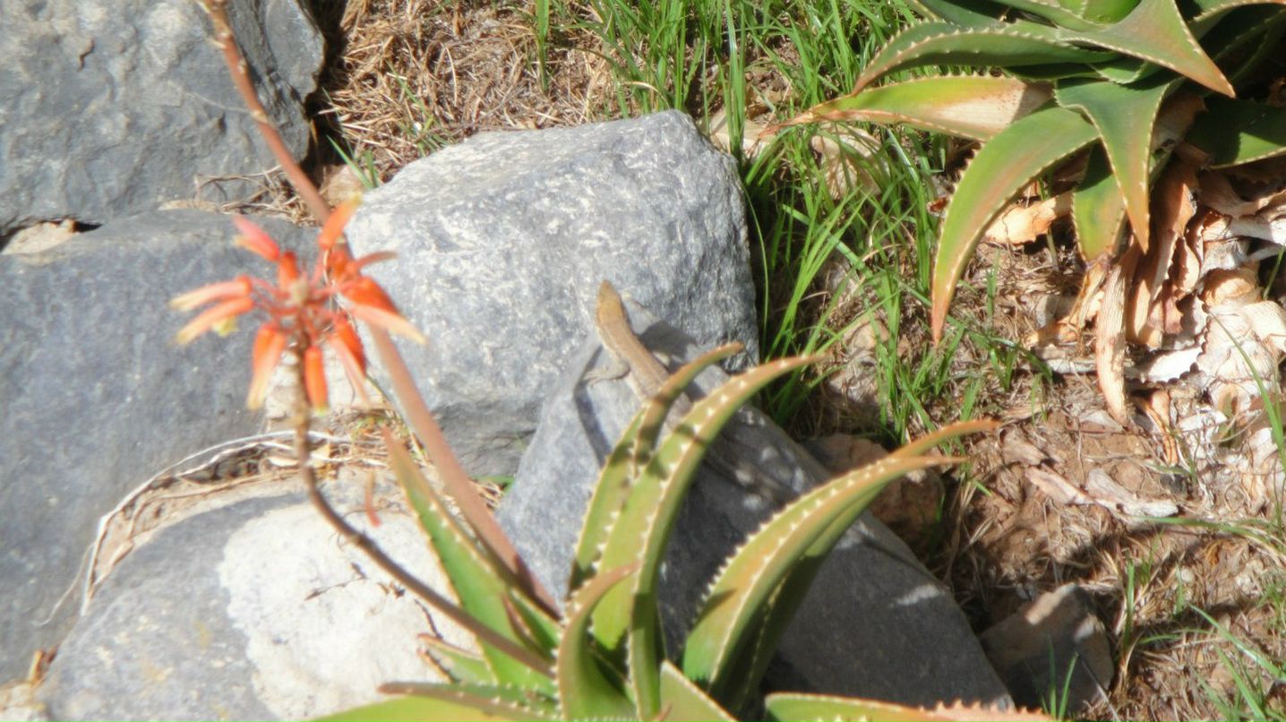 Григорий Несмеян | Москва