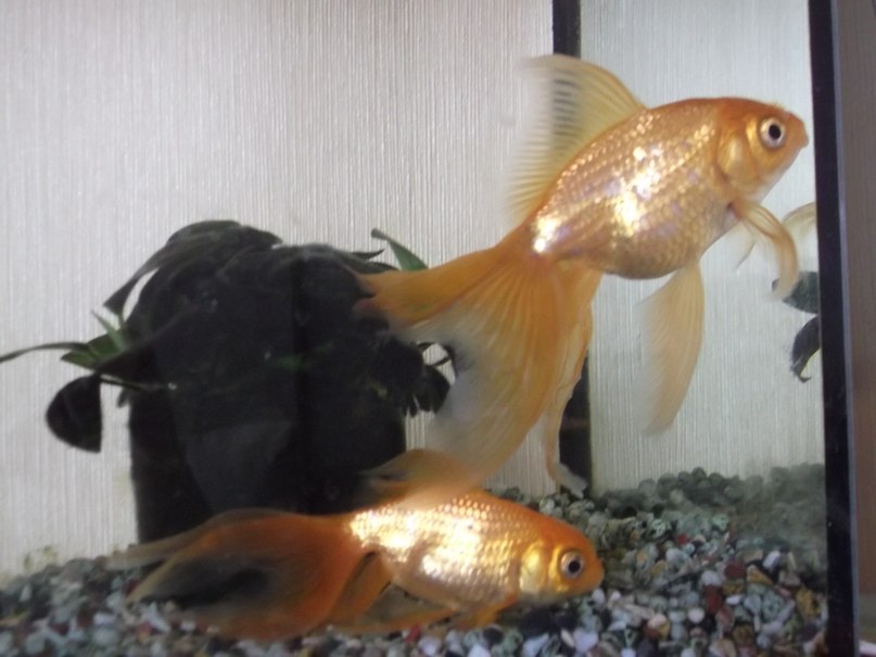 Татьяна Бангура | Минск