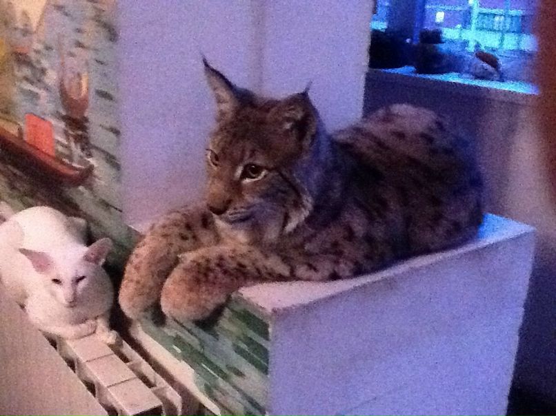 Леша Медведев сергеевич | Москва